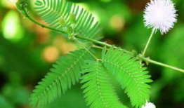 含羞草动漫,青春校园的奇幻冒险之旅